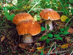 На стационарном лечении находятся два человека, отравившихся грибами