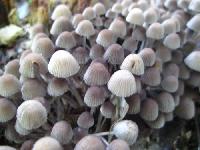 В области зарегистрирован 51 случай отравления грибами
