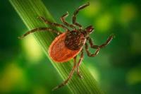 Региональный минздрав призывает жителей соблюдать меры профилактики инфекционных заболеваний, переносимых насекомыми