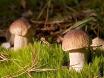 В сентябре на территории области участились случаи отравлений грибами