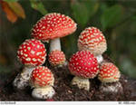 Минздрав предупреждает  о возможном отравлении грибами